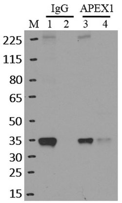 Invitrogen APE1 Monoclonal Antibody (13B 8E5C2) 100 &mu;L; Unconjugated:Antibodies,