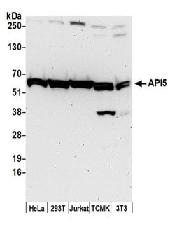 API5 Polyclonal Antibody, Bethyl Laboratories 20 &mu;L | Buy Online | Bethyl Laboratories, Inc | Fisher Scientific