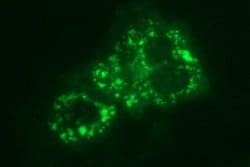 APOA5 Monoclonal Antibody (OTI2B11), TrueMAB , OriGene 100 &mu;L; Unconjugated:Antibodies,
