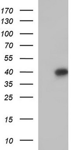 APOA5 Monoclonal Antibody (OTI1G4), TrueMAB , OriGene:Antibodies:Primary