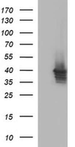 APOA5 Monoclonal Antibody (OTI1A2), TrueMAB , OriGene:Antibodies:Primary
