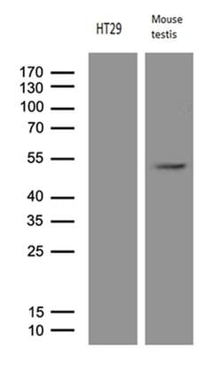 APOBEC4 Monoclonal Antibody (OTI1F7), TrueMAB , OriGene 30 &mu;L | Buy Online | Origene Technologies | Fisher Scientific