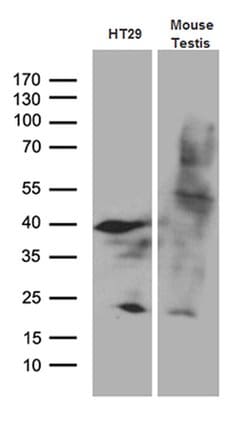 APOBEC4 Mouse anti-Human, Mouse, Clone: OTI2A6, lyophilized, TrueMAB 100