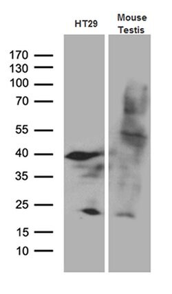 APOBEC4 Monoclonal Antibody (OTI2A6), TrueMAB , OriGene 30 &mu;L | Buy Online | Origene Technologies | Fisher Scientific