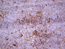 APOE Monoclonal Antibody (OTI1H6), TrueMAB , OriGene 100 &mu;L; Unconjugated:Antibodies,