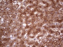 APOE Monoclonal Antibody (OTI1H6), TrueMAB , OriGene 100 &mu;L; Unconjugated:Antibodies,