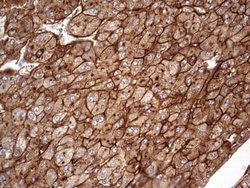 APOE Monoclonal Antibody (OTI1H6), TrueMAB , OriGene 100 &mu;L; Unconjugated:Antibodies,