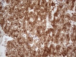 APOE Monoclonal Antibody (OTI2A4), TrueMAB , OriGene 100 &mu;L; Unconjugated:Antibodies,