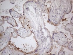 APOE Monoclonal Antibody (OTI2A4), TrueMAB , OriGene 100 &mu;L; Unconjugated:Antibodies,