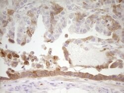 APOH Mouse anti-Human, Clone: OTI2C9, lyophilized, TrueMAB 100 &mu;g; Unconjugated:Antibodies,