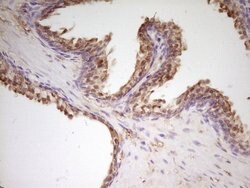 APOH Mouse anti-Human, Clone: OTI2C9, lyophilized, TrueMAB 100 &mu;g; Unconjugated:Antibodies,