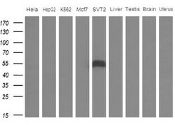 APOH Mouse anti-Human, Clone: OTI2C9, lyophilized, TrueMAB 100 &mu;g; Unconjugated:Antibodies,