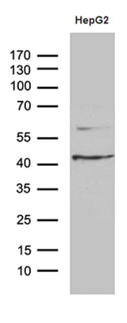 APOL1 Monoclonal Antibody (OTI3D9), TrueMAB , OriGene 100 &mu;L; Unconjugated:Antibodies,