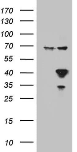 APOL1 Monoclonal Antibody (OTI1D8), TrueMAB , OriGene 100 &mu;L; Unconjugated:Antibodies,