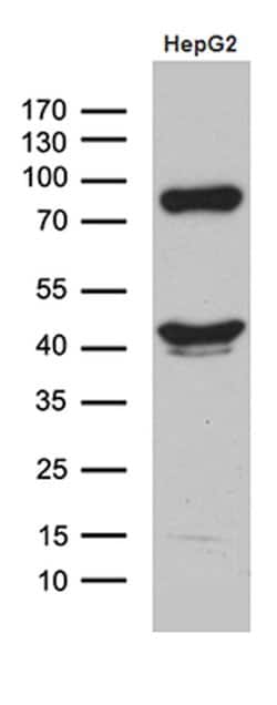 APOL1 Monoclonal Antibody (OTI1D8), TrueMAB , OriGene:Antibodies:Primary