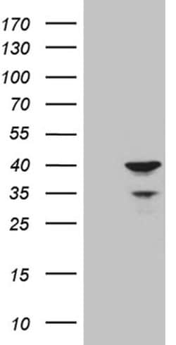 APOL1 Monoclonal Antibody (OTI8B7), TrueMAB , OriGene 100 &mu;L; Unconjugated:Antibodies,