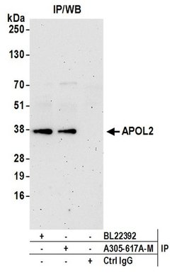APOL2 Polyclonal Antibody, Bethyl Laboratories:Antibodies:Primary Antibodies