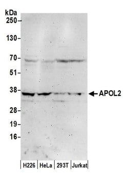 APOL2 Polyclonal Antibody, Bethyl Laboratories 20 &mu;L; Unconjugated:Antibodies,