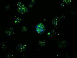 APP Monoclonal Antibody (OTI7G9), TrueMAB , OriGene 100 &mu;L; Unconjugated:Antibodies,