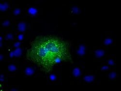 APP Monoclonal Antibody (OTI3D11), TrueMAB , OriGene 30 &mu;L; Unconjugated:Antibodies,