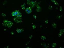 APP Monoclonal Antibody (OTI3D11), TrueMAB , OriGene 30 &mu;L; Unconjugated:Antibodies,