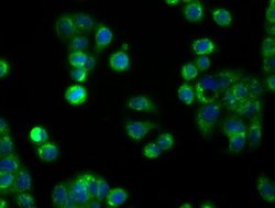 APP Mouse anti-Human, Clone: OTI2B10, lyophilized, TrueMAB 100 &mu;g; Unconjugated:Antibodies,