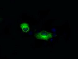APP Mouse anti-Human, Clone: OTI7B8, lyophilized, TrueMAB 100 &mu;g; Unconjugated:Antibodies,
