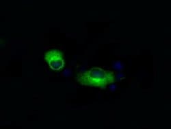 APP Monoclonal Antibody (OTI7B8), TrueMAB , OriGene:Antibodies:Primary