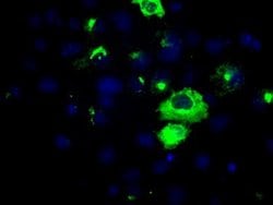 APP Monoclonal Antibody (OTI4C3), TrueMAB , OriGene 100 &mu;L; Unconjugated:Antibodies,
