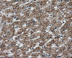 APP Mouse anti-Human, Clone: OTI2B10, lyophilized, TrueMAB 100 &mu;g; Unconjugated:Antibodies,