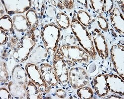 APP Mouse anti-Human, Clone: OTI7B8, lyophilized, TrueMAB 100 &mu;g; Unconjugated:Antibodies,