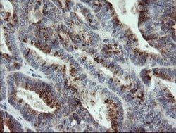 APP Monoclonal Antibody (OTI7A10), TrueMAB , OriGene 30 &mu;L; Unconjugated:Antibodies,