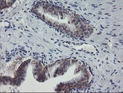 APP Mouse anti-Human, Clone: OTI6F11, lyophilized, TrueMAB 100 &mu;g; Unconjugated:Antibodies,