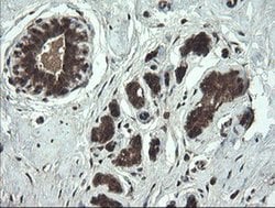 APP Monoclonal Antibody (OTI7B8), TrueMAB , OriGene 100 &mu;L; Unconjugated:Antibodies,