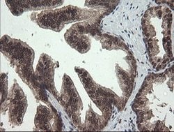 APP Monoclonal Antibody (OTI7B8), TrueMAB , OriGene 100 &mu;L; Unconjugated:Antibodies,
