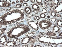 APP Monoclonal Antibody (OTI7B8), TrueMAB , OriGene 100 &mu;L; Unconjugated:Antibodies,