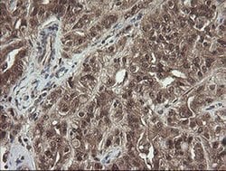 APP Monoclonal Antibody (OTI7B8), TrueMAB , OriGene 100 &mu;L; Unconjugated:Antibodies,