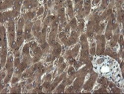 APP Monoclonal Antibody (OTI7B8), TrueMAB , OriGene 100 &mu;L; Unconjugated:Antibodies,