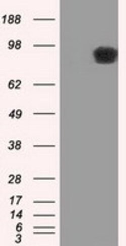 APP Mouse anti-Human, Clone: OTI2B10, lyophilized, TrueMAB 100 &mu;g; Unconjugated:Antibodies,