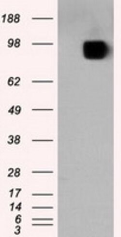 APP Mouse anti-Human, Clone: OTI7B8, lyophilized, TrueMAB 100 &mu;g; Unconjugated:Antibodies,
