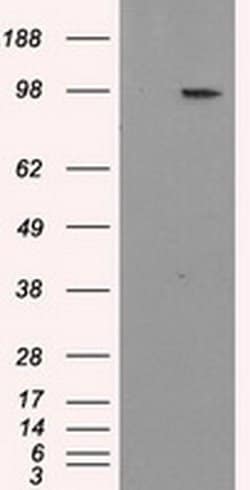 APP Monoclonal Antibody (OTI4C3), TrueMAB , OriGene 100 &mu;L; Unconjugated:Antibodies,
