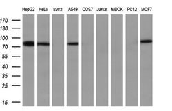 APP Monoclonal Antibody (OTI4C3), TrueMAB , OriGene 100 &mu;L; Unconjugated:Antibodies,