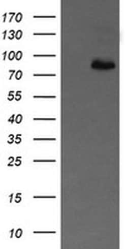 APP Monoclonal Antibody (OTI7A10), TrueMAB , OriGene 30 &mu;L; Unconjugated:Antibodies,