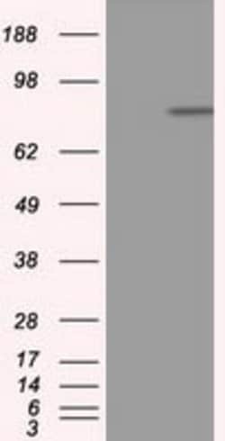 APP Mouse anti-Human, Clone: OTI6F11, lyophilized, TrueMAB 100 &mu;g; Unconjugated:Antibodies,