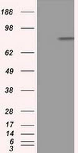 APP Monoclonal Antibody (OTI6F11), TrueMAB , OriGene 100 &mu;L; Unconjugated:Antibodies,
