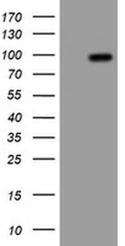 APP Monoclonal Antibody (OTI7B8), TrueMAB , OriGene 100 &mu;L; Unconjugated:Antibodies,