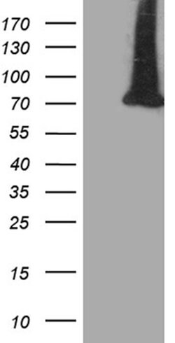 APPL2 Monoclonal Antibody (OTI3D5), TrueMAB , OriGene 100 &mu;L; Unconjugated:Antibodies,