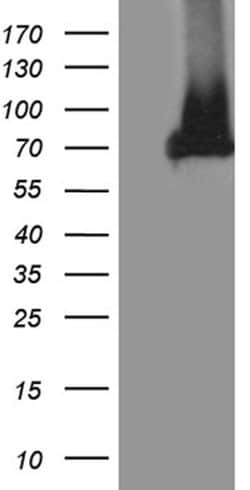 APPL2 Monoclonal Antibody (OTI6G8), TrueMAB , OriGene 100 &mu;L; Unconjugated:Anticuerpos
