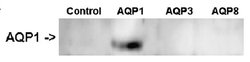 AQP1 Mouse anti-Human, Clone: OTI2D10, lyophilized, TrueMAB 100 &mu;g;