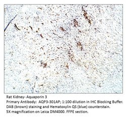 Aquaporin 3 Rabbit anti-Bovine, Human, Mouse, Ovine, Rat, Polyclonal, FabGennix